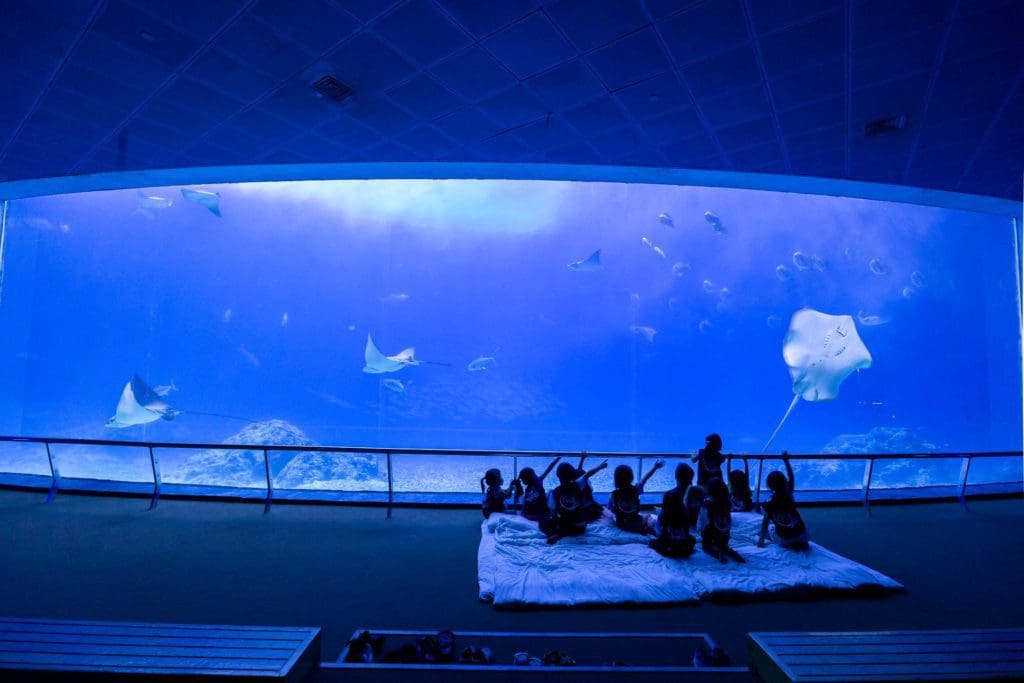 Sleeping in the aquarium kending