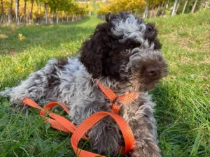 Verona, truffle hunt