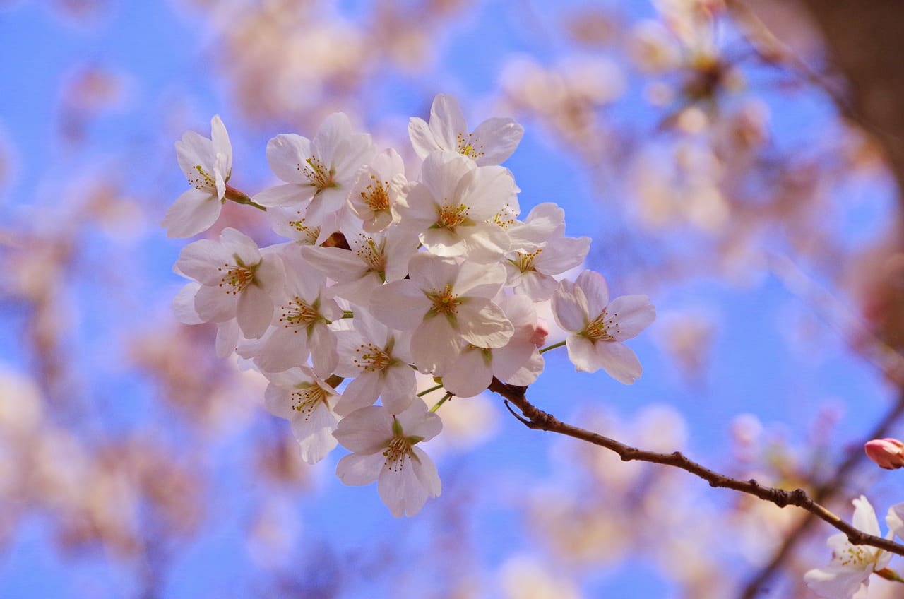 sakura, flowers, spring-2187211.jpg
